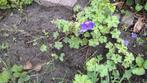 Ooievaarsbek geranium paars, Tuin en Terras, Planten | Tuinplanten, Ophalen, Zomer, Bodembedekkers, Volle zon