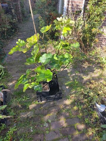 Tuin = Fruitboom = Vijg - Ficus Carica - Vijgenboom - 60cm beschikbaar voor biedingen