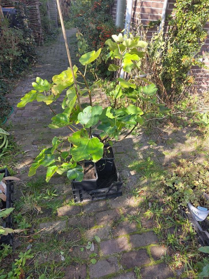 Tuin = Fruitboom = Vijg - Ficus Carica - Vijgenboom - 60cm, Tuin en Terras, Planten | Fruitbomen, Vijgenboom, Minder dan 100 cm