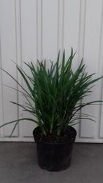 siergras liriope muscari big blue, leliegras, Tuin en Terras, Planten | Tuinplanten, Vaste plant, Halfschaduw, Zomer, Ophalen