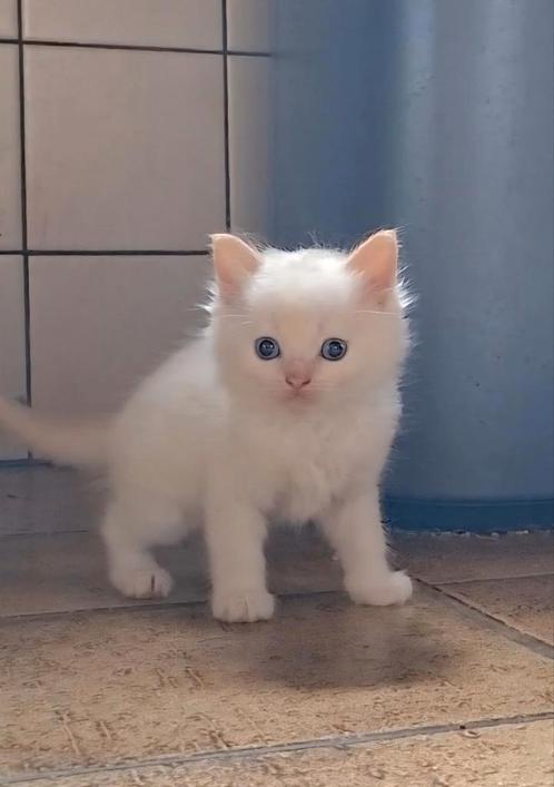 Kittens langharig, Dieren en Toebehoren, Katten en Kittens | Raskatten | Langhaar, Meerdere dieren, 0 tot 2 jaar, Ontwormd