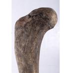 Dinosaurs Titanosaur Femur - Dinosaurus decoratie - 238 cm, Ophalen, Nieuw