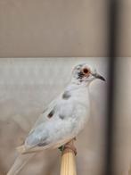 Diamantduifjes, Dieren en Toebehoren, Vogels | Overige Vogels, Meerdere dieren