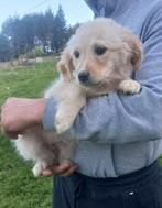 Missouri – lief meisje vol energie, Particulier, Rabiës (hondsdolheid), 15 weken tot 1 jaar, Buitenland