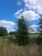 grote nordman kerstbomen, Tuin en Terras, Planten | Bomen, Ophalen of Verzenden, Zomer, Volle zon, Overige soorten