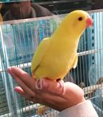 Gezocht vogels om tam te maken., Meerdere dieren, Parkiet, Tam