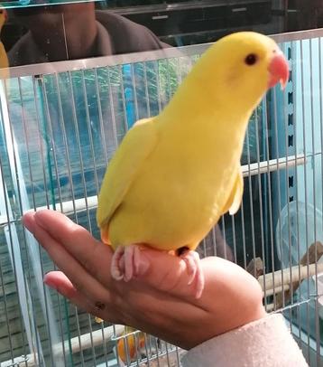 Gezocht vogels om tam te maken.  beschikbaar voor biedingen