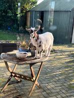 Dwerggeitjes, Dieren en Toebehoren, Vrouwelijk, Geit