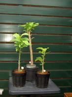 BRUGMANSIA'S, Tuin en Terras, Planten | Tuinplanten, Volle zon, Vaste plant, Zomer, Ophalen