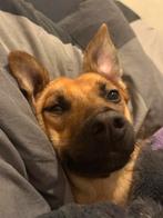 Nero 1 jaar, Dieren en Toebehoren, Honden | Niet-rashonden, Particulier, Rabiës (hondsdolheid), 1 tot 2 jaar, Buitenland