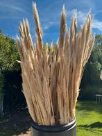 Geknipte pampas pluimen, Tuin en Terras, Planten | Tuinplanten, Ophalen, Overige soorten, Volle zon