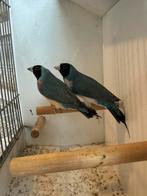 Blauwe gouldamadine 2024, Dieren en Toebehoren, Vogels | Overige Vogels, Geringd