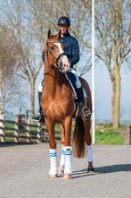 Lieve betrouwbare kwpn L2 dressuur vos merrie 4.5 jaar oud., Merrie, Gechipt, Dressuurpaard, L