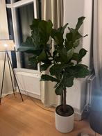 Ficus Lyrata op stam 1.75cm, Huis en Inrichting, Ophalen of Verzenden, Zo goed als nieuw