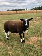 Jonge bonte dekram eventueel ook ruilen., Dieren en Toebehoren, Schapen, Geiten en Varkens, Mannelijk, Schaap