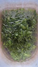 Aquariumplanten 5 soorten, Ophalen, Plant(en), Steen of Hout