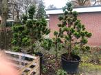 Bonsai Chamacyparis obtusa Nana Gracilis, Tuin en Terras, Planten | Bomen, Ophalen, Bloeit niet, Overige soorten, Minder dan 100 cm