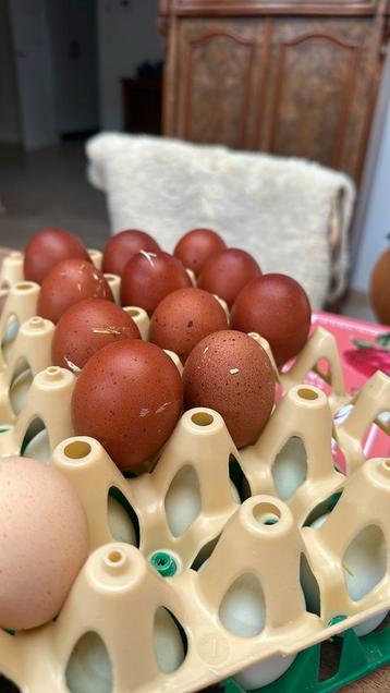 Broedeieren marans te koop beschikbaar voor biedingen