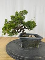 Juniperus chinensis. Itoigawa, Ophalen of Verzenden, Volle zon, Overige soorten