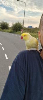 Halsbandparkiet handtam mannetje, Dieren en Toebehoren, Mannelijk, Parkiet