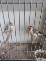 Koppel mayorputters te koop 2025, Dieren en Toebehoren, Vogels | Overige Vogels, Meerdere dieren