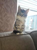 Main Coon kittens raszuiver mogen naar hun nieuwe huisje, Dieren en Toebehoren, Meerdere dieren, 0 tot 2 jaar