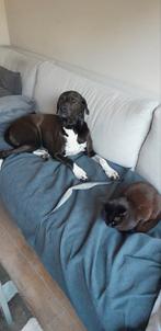 Voor dekking mooie lieve sportieve reu, Dieren en Toebehoren, Honden | Niet-rashonden, Rabiës (hondsdolheid), Reu, Groot, Eén hond