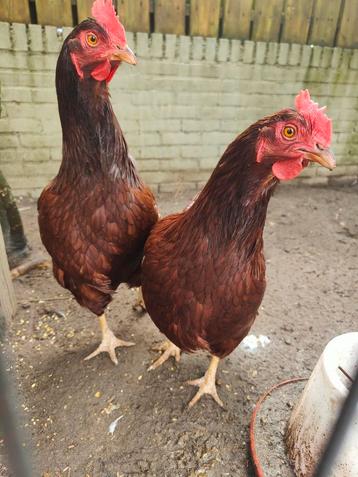 2 Rhode Island Red hennen tam beschikbaar voor biedingen