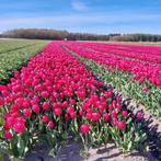 Tuinman aangeboden, Tuin en Terras, Overige Tuin en Terras, Ophalen