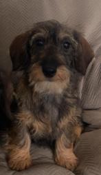 2 ruwharige teckel teefjes pups, Dieren en Toebehoren, Honden | Teckels en Dashonden, Rabiës (hondsdolheid), 8 tot 15 weken, Teef