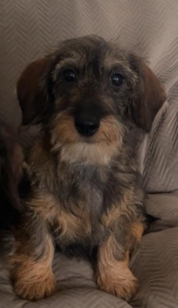 Ruwharig teckel teefje puppy, Dieren en Toebehoren, Honden | Teckels en Dashonden, Teef, Ruwhaar, Dwerg, Particulier, Eén hond