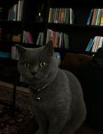 Britse korthaar, Dieren en Toebehoren, Katten en Kittens | Raskatten | Korthaar, Poes
