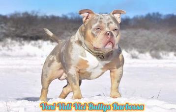 💎💎Pocket en micro American bully pups tricolor 💎💎 beschikbaar voor biedingen