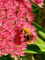 Tk: Hemelsleutel, Sedum Herbstfreude Najaarsbloeier, Volle zon, Vaste plant, Herfst, Ophalen