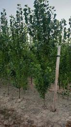 Populus nigra ‘Italica’. 🌿Italiaanse populier, Ophalen, Volle zon, Overige soorten