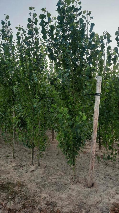 Populus nigra ‘Italica’. 🌿Italiaanse populier, Tuin en Terras, Planten | Bomen, Overige soorten, Volle zon, Ophalen