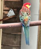 Stanley rosella’s, Meerdere dieren, Parkiet