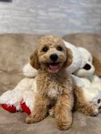 Maltipoo f1, Rabiës (hondsdolheid), 15 weken tot 1 jaar, Buitenland, Eén hond