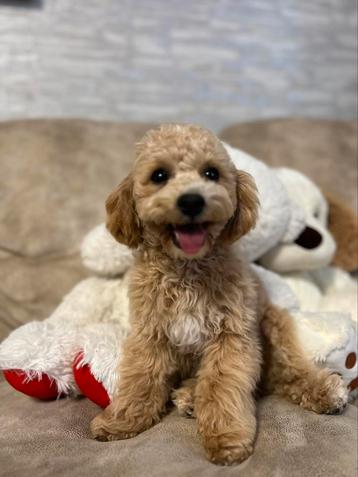 Maltipoo f1 beschikbaar voor biedingen