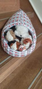 Cavia muts met cavia's gevuld, Dieren en Toebehoren, Minder dan 60 cm, Kooi, Nieuw, Ophalen of Verzenden