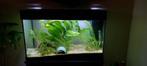 Aquarium, Dieren en Toebehoren, Vissen | Aquaria en Toebehoren, Ophalen, Zo goed als nieuw, Leeg aquarium