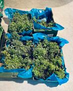 Ca. 38 stuks Nepeta ‘Blue Wonder’ (Kattenkruid), Tuin en Terras, Planten | Tuinplanten, Volle zon, Vaste plant, Zomer, Ophalen