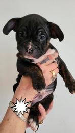 Nog 2 reutjes. Geweldige pups. Mogen nu weg 🥰, Dieren en Toebehoren, Honden | Niet-rashonden, 8 tot 15 weken, Meerdere, Meerdere dieren