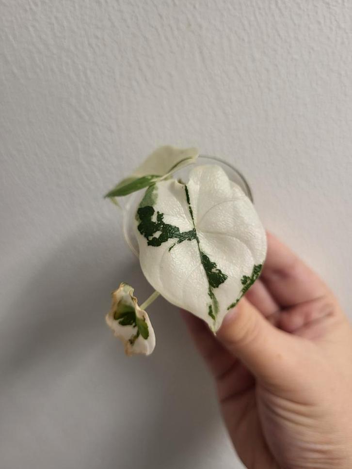 Alocasia Melo Albo Variegata - Zeldzaam!, Huis en Inrichting, Kamerplanten, Minder dan 100 cm, Halfschaduw, Ophalen of Verzenden