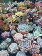 Vetplantjes & stekjes te koop – succulenten vanaf €2!, Huis en Inrichting, Kamerplanten, Ophalen, Vetplant, In pot, Minder dan 100 cm