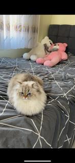 🐾Britse lynxpoint Kittens verwacht🐾, Meerdere dieren, 0 tot 2 jaar