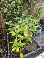 Diverse Brugmansia & datura, Volle zon, Vaste plant, Zomer, Ophalen