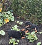 Rottweiler Pups, Standaard, CDV (hondenziekte), 8 tot 15 weken, Korthaar
