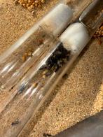 Messor barbarus mieren kolonie 50 werksters, Dieren en Toebehoren, Insecten en Spinnen