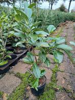 Prunus l. 'Rotundifolia' 60-80  in C3 restpartij, Ophalen, Laurier, Haag, Minder dan 100 cm